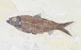 Mioplosus & Knightia Fossil Fish Association - Wyoming #62665-1
